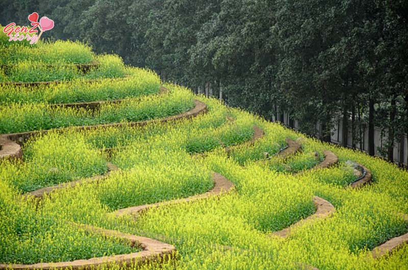 Cánh đồng hoa ruộng bậc thang